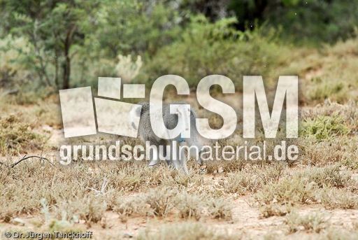 Grüne Meerkatzen (57 von 67).jpg